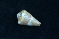 船長芋螺藏品圖，第1張
